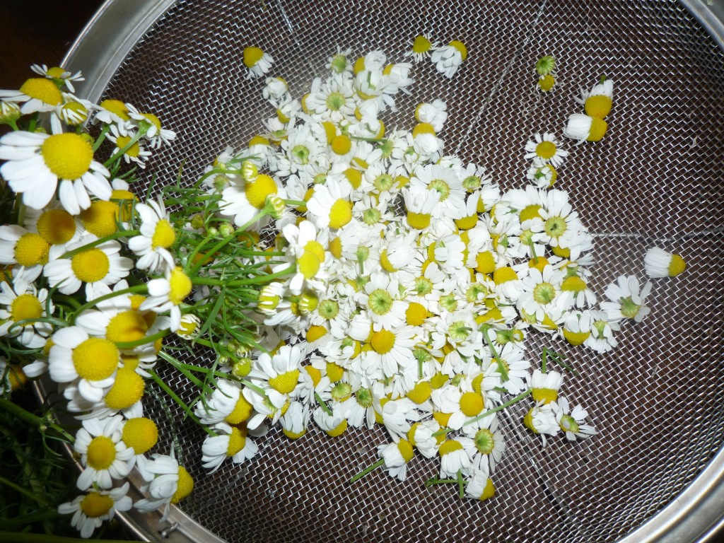 2012年5月7日まで 023