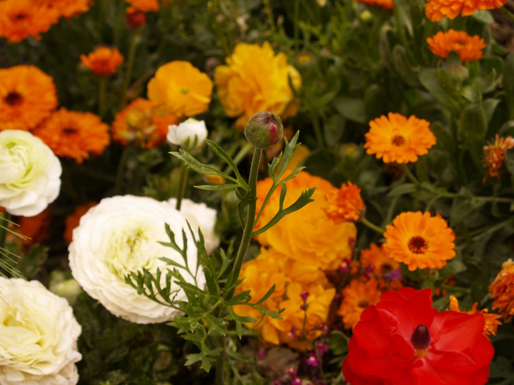 ガーデン フラワーズ