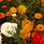 ガーデン フラワーズ